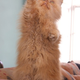 Illustration for article titled emHarry Potter/em Cat Let Megastardom Go To Her Furry Head